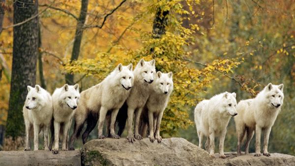 Arctic or Canadian Wolves in Autumn